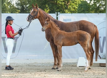 Westphalian, Stallion, Foal (05/2024), Chestnut-Red