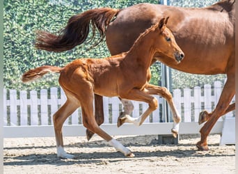 Westphalian, Stallion, , Chestnut-Red