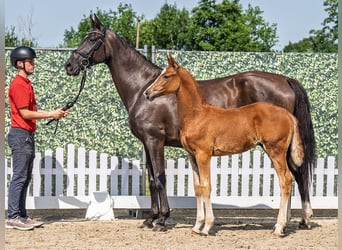 Westphalian, Stallion, , Chestnut-Red