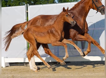 Westphalian, Stallion, Foal (05/2024), Chestnut-Red