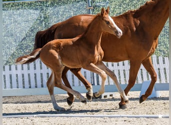 Westphalian, Stallion, Foal (02/2026), Chestnut-Red