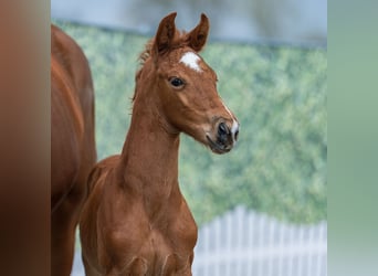 Westphalian, Stallion, Foal (03/2026), Chestnut-Red