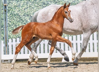 Westphalian, Stallion, , Chestnut-Red