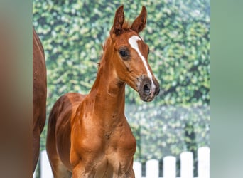 Westphalian, Stallion, Foal (07/2025), Chestnut-Red