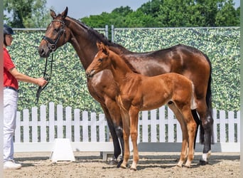 Westphalian, Stallion, , Chestnut-Red