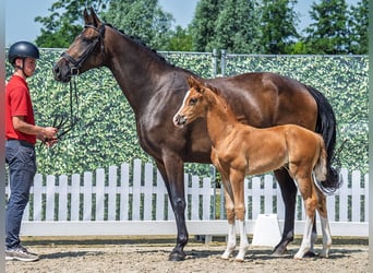 Westphalian, Stallion, , Chestnut-Red