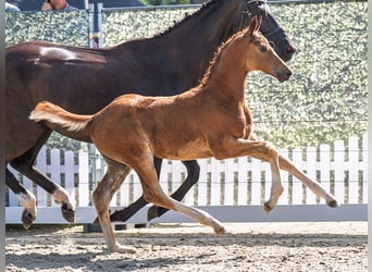 Westphalian, Stallion, , Chestnut-Red