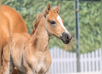 Westphalian, Stallion, , Chestnut-Red