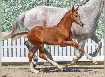 Westphalian, Stallion, , Chestnut-Red
