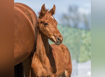 Westphalian, Stallion, Foal (02/2026), Chestnut-Red
