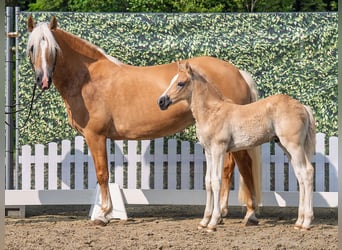 Westphalian, Stallion, , Chestnut-Red