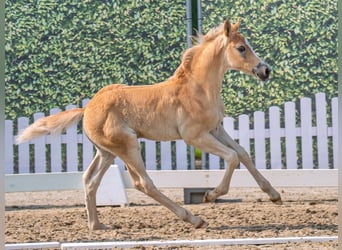 Westphalian, Stallion, , Chestnut-Red