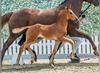 Westphalian, Stallion, Foal (07/2025), Chestnut-Red
