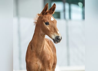 Westphalian, Stallion, Foal (05/2024), Chestnut-Red