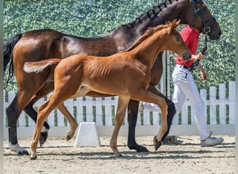 Westphalian, Stallion, , Chestnut-Red