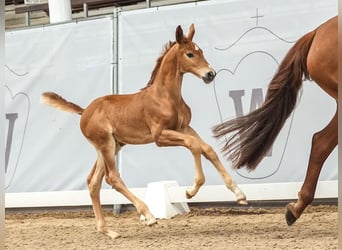 Westphalian, Stallion, Foal (05/2024), Chestnut-Red