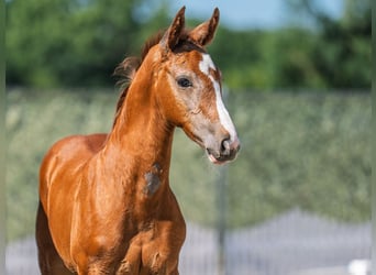 Westphalian, Stallion, , Chestnut-Red