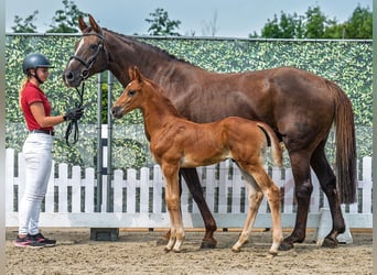 Westphalian, Stallion, Foal (07/2025), Chestnut-Red