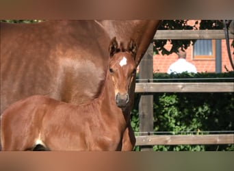 Westphalian, Stallion, Foal (06/2026), Chestnut-Red