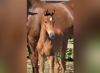 Westphalian, Stallion, Foal (06/2026), Chestnut-Red