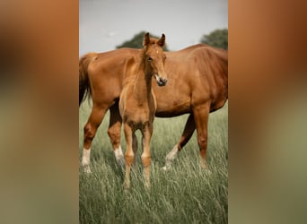 Westphalian, Stallion, , Chestnut-Red