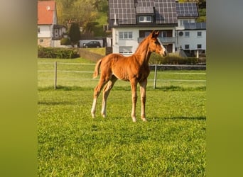 Westphalian, Stallion, Foal (02/2026), Chestnut-Red