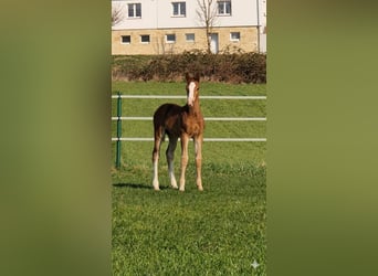 Westphalian, Stallion, Foal (02/2026), Chestnut-Red