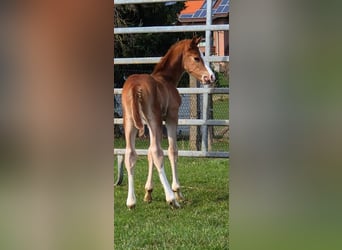 Westphalian, Stallion, Foal (02/2026), Chestnut-Red