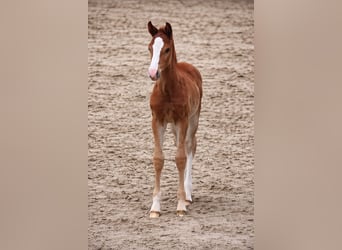 Westphalian, Stallion, Foal (02/2026), Chestnut-Red
