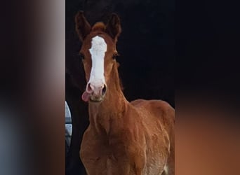 Westphalian, Stallion, Foal (02/2026), Chestnut-Red