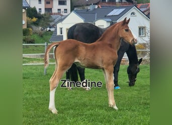 Westphalian, Stallion, Foal (02/2026), Chestnut-Red