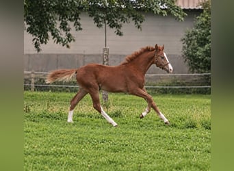 Westphalian, Stallion, Foal (02/2026), Chestnut-Red