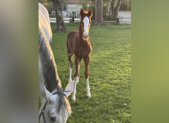 Westphalian, Stallion, , Chestnut-Red