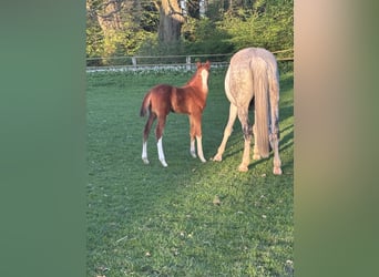 Westphalian, Stallion, , Chestnut-Red
