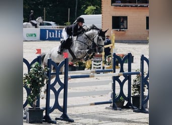 Westphalian, Stallion, , Chestnut-Red