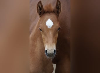 Westphalian, Stallion, Foal (04/2026), Chestnut-Red