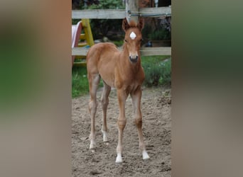 Westphalian, Stallion, Foal (04/2026), Chestnut-Red