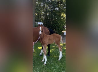 Westphalian, Stallion, Foal (05/2026), Chestnut-Red