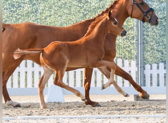 Westphalian, Stallion, Foal (04/2026), Chestnut-Red
