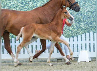 Westphalian, Stallion, Foal (05/2026), Chestnut-Red