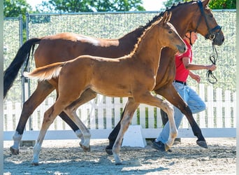 Westphalian, Stallion, Foal (05/2026), Chestnut-Red