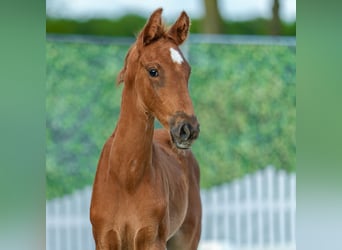 Westphalian, Stallion, Foal (04/2026), Chestnut-Red