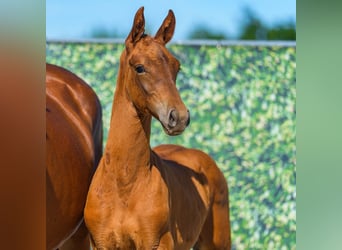Westphalian, Stallion, Foal (05/2026), Chestnut-Red