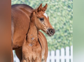 Westphalian, Stallion, Foal (04/2026), Chestnut-Red