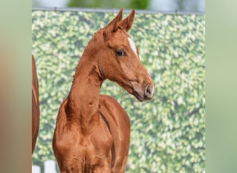 Westphalian, Stallion, Foal (03/2026), Chestnut-Red