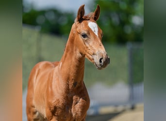 Westphalian, Stallion, Foal (05/2026), Chestnut-Red