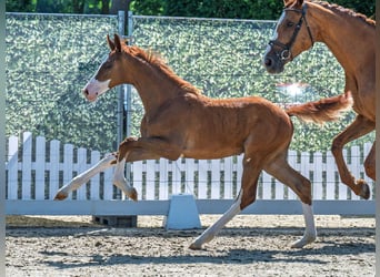 Westphalian, Stallion, , Chestnut-Red
