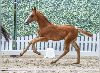 Westphalian, Stallion, , Chestnut-Red