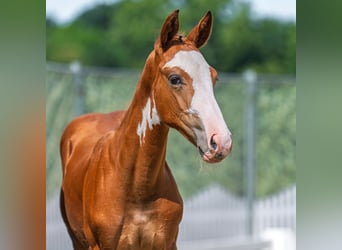 Westphalian, Stallion, Foal (04/2025), Chestnut-Red