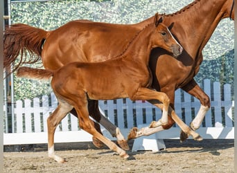 Westphalian, Stallion, Foal (06/2025), Chestnut-Red